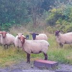 éco-pâturage de villers-semeuse