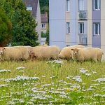 éco-pâturage de villers-semeuse