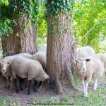 éco-pâturage villers-semeuse moutons