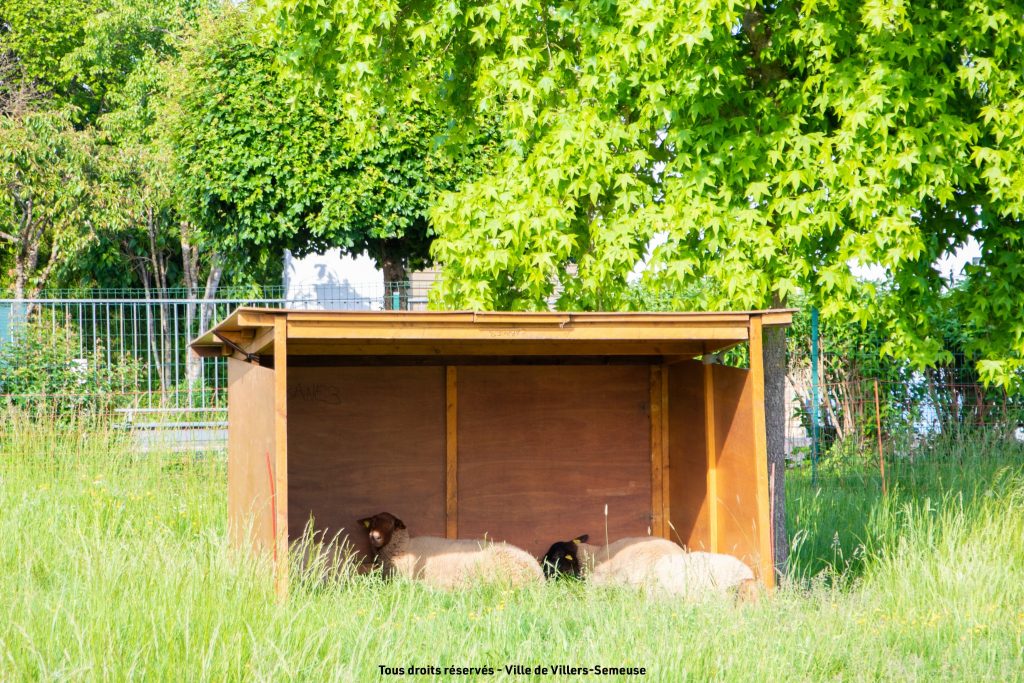 éco-pâturage villers-semeuse moutons